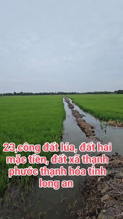 Đất nông nghiệp xã Thạnh Phước, huyện Thạnh Hóa 23.000m² giá 220 triệu - Đầu tư sinh lời ngay!