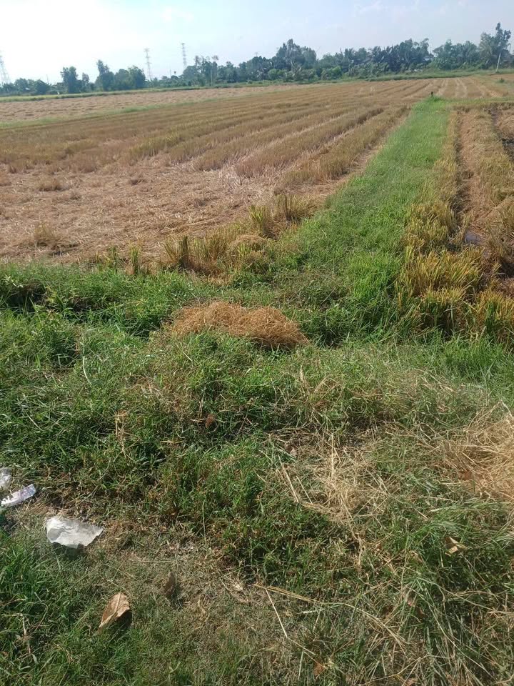 Đất nền mặt tiền đường Đá Xanh 588m² giá 1.25 tỷ - Cơ hội đầu tư sinh lời!