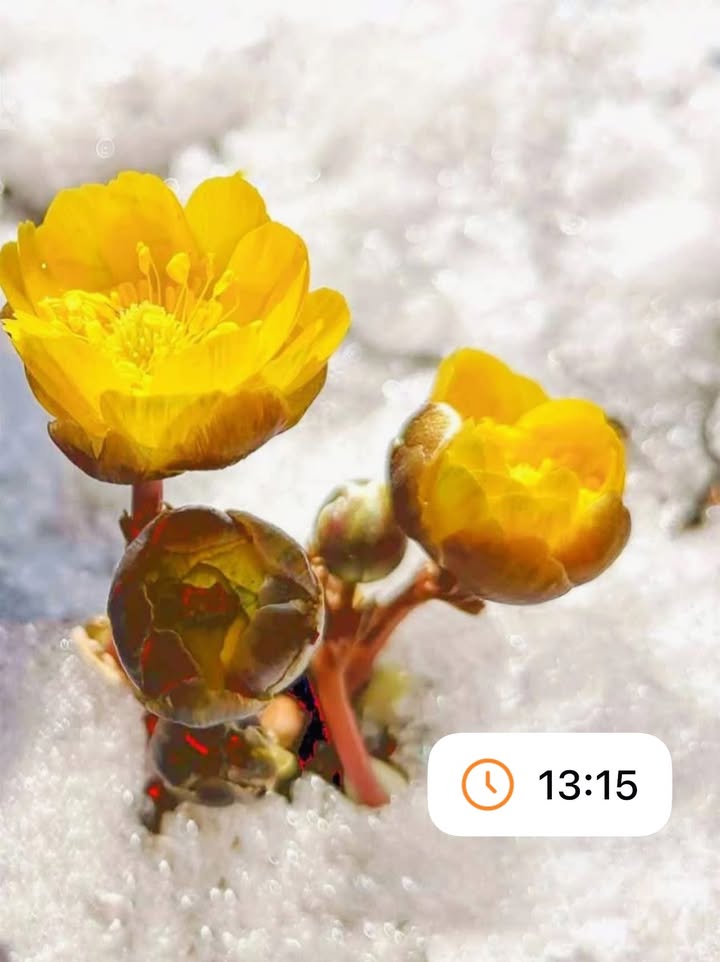 Nhà mặt tiền Đinh Tiên Hoàng Buôn Hồ 150m² giá 1.8 tỷ - Cơ hội đầu tư lý tưởng!