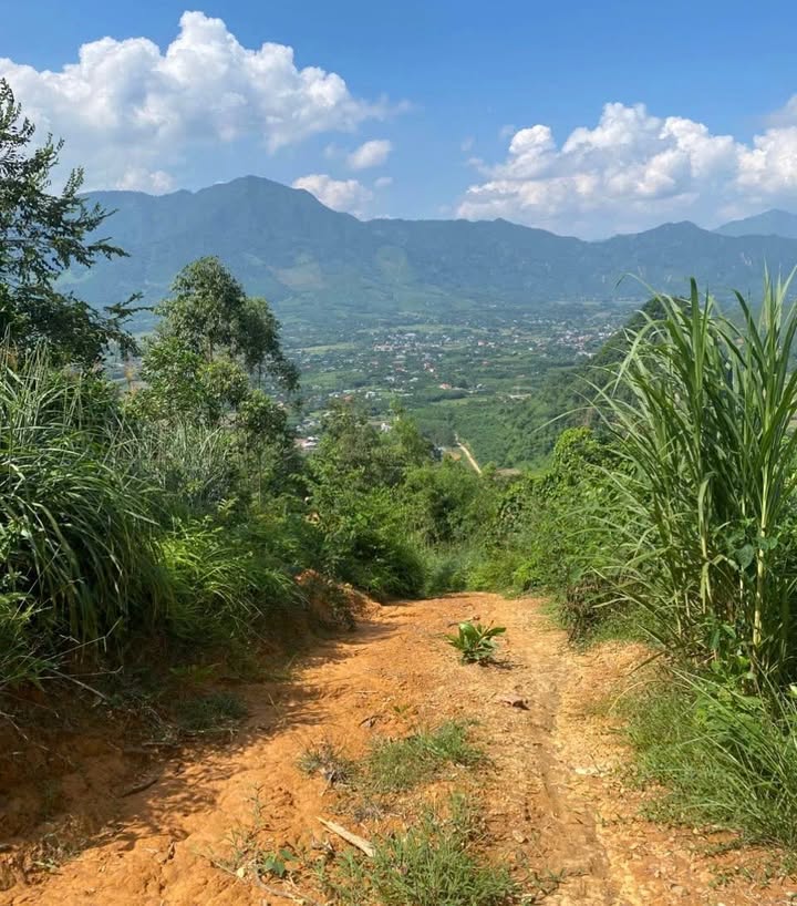 Đất rừng sản xuất 1,4ha tại Hưng Long, Yên Lập chỉ 99 triệu - Cơ hội đầu tư hấp dẫn!