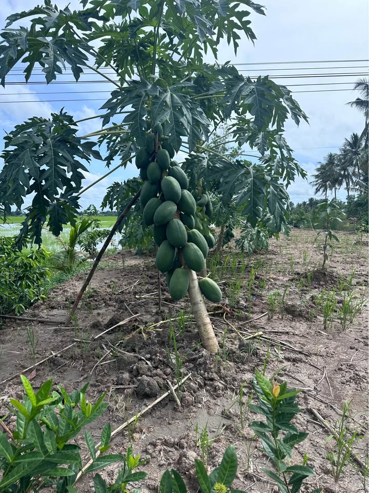 Đất nông nghiệp Biển Bạch 14.5 công giá thỏa thuận - Mặt tiền kênh, lộ sắp làm!