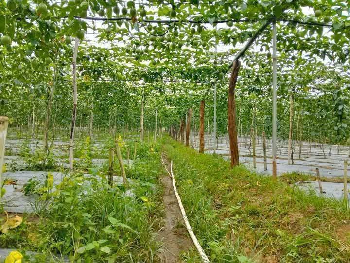 Đất sào xã Quảng Lập, Đơn Dương 9280m² giá 4.64 tỷ - Đầu tư sinh lời ngay!