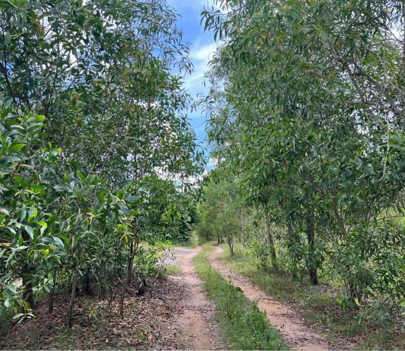 Đất nền 3,5 sào Tân Hà, Hàm Tân, Bình Thuận - Cơ hội đầu tư tuyệt vời!