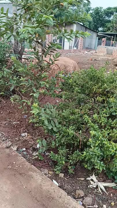 Đất nền thôn Bia, xã Ia Băng, Đăk Đoa, Gia Lai 450m² - Vị trí đắc địa cho kinh doanh!