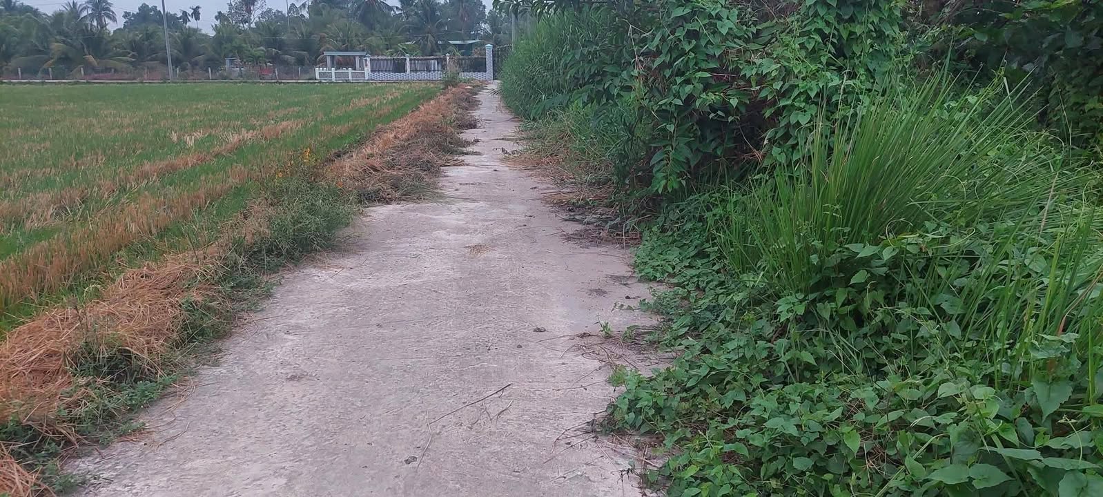 Đất thổ cư Lợi Bình Nhơn 125m² giá 650 triệu - Sổ đỏ chính chủ