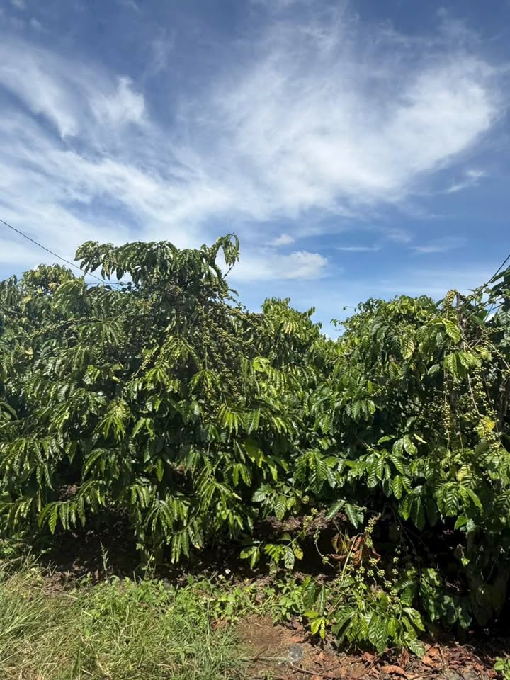 Đất trồng cà phê 6500m² mặt tiền đường bê tông Tân Hội - Chỉ 850 triệu!