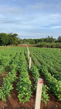 Đất nền Hòa Bình, Xuyên Mộc 297m² giá 1.08 tỷ - Vị trí đắc địa, pháp lý rõ ràng!