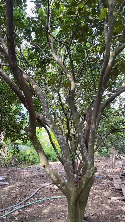 Đất vườn Diên Lâm 386m² giá 550 triệu - Sổ sách đầy đủ, ô tô vào tận nơi!