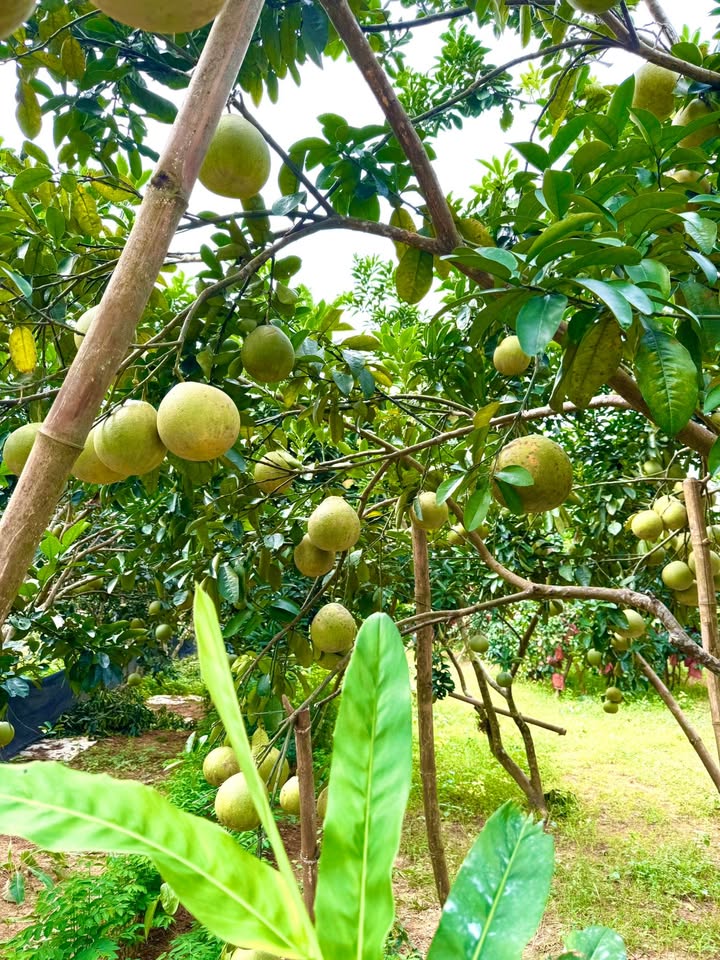 Đất nghỉ dưỡng 1227m² tại Xuân Thủy, Yên Lập - Giá chỉ 1.7 tỷ - Tiềm năng đầu tư tuyệt vời!