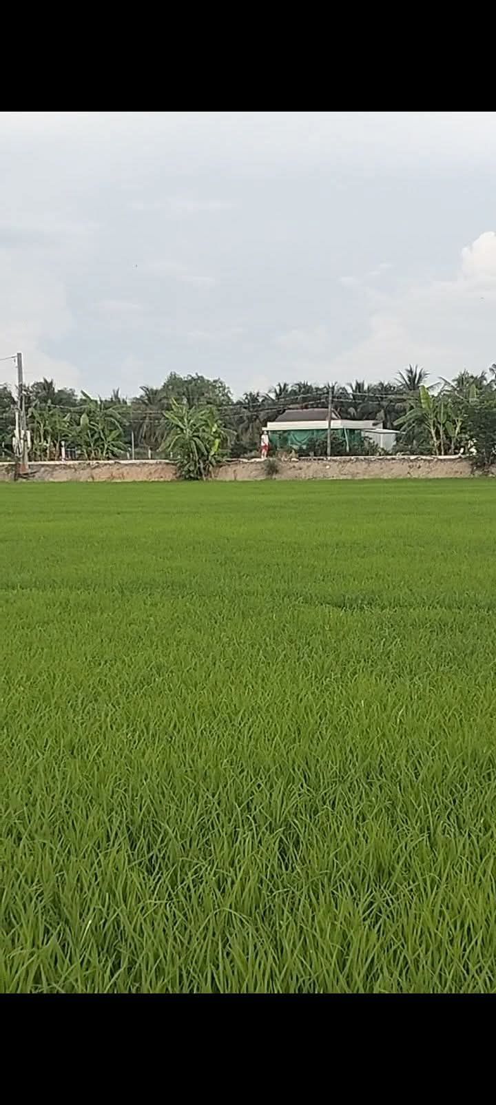 Đất lúa 3 công tại phường Mỹ Phú, Thủ Thừa - Giá chỉ 990 triệu