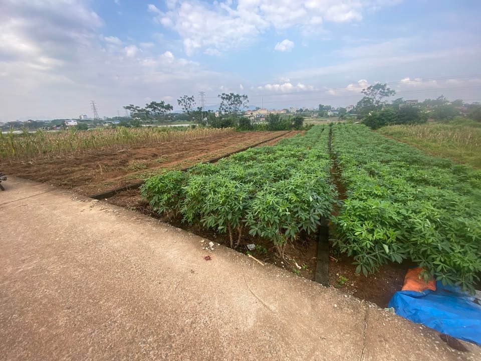 Đất thổ cư Phú Cát 168m² giá 300 triệu - Cơ hội đầu tư hấp dẫn!