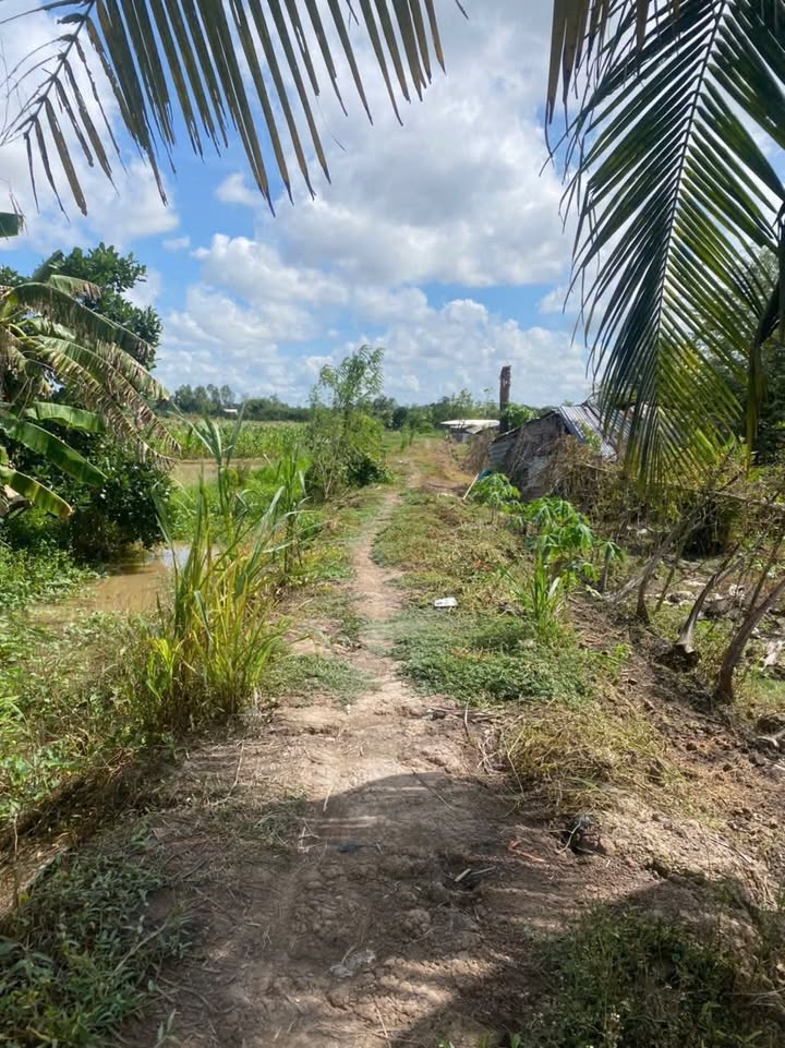 Đất nền Thanh Đức, Long Hồ 1779m² chỉ 650 triệu - Cơ hội đầu tư không thể bỏ lỡ!