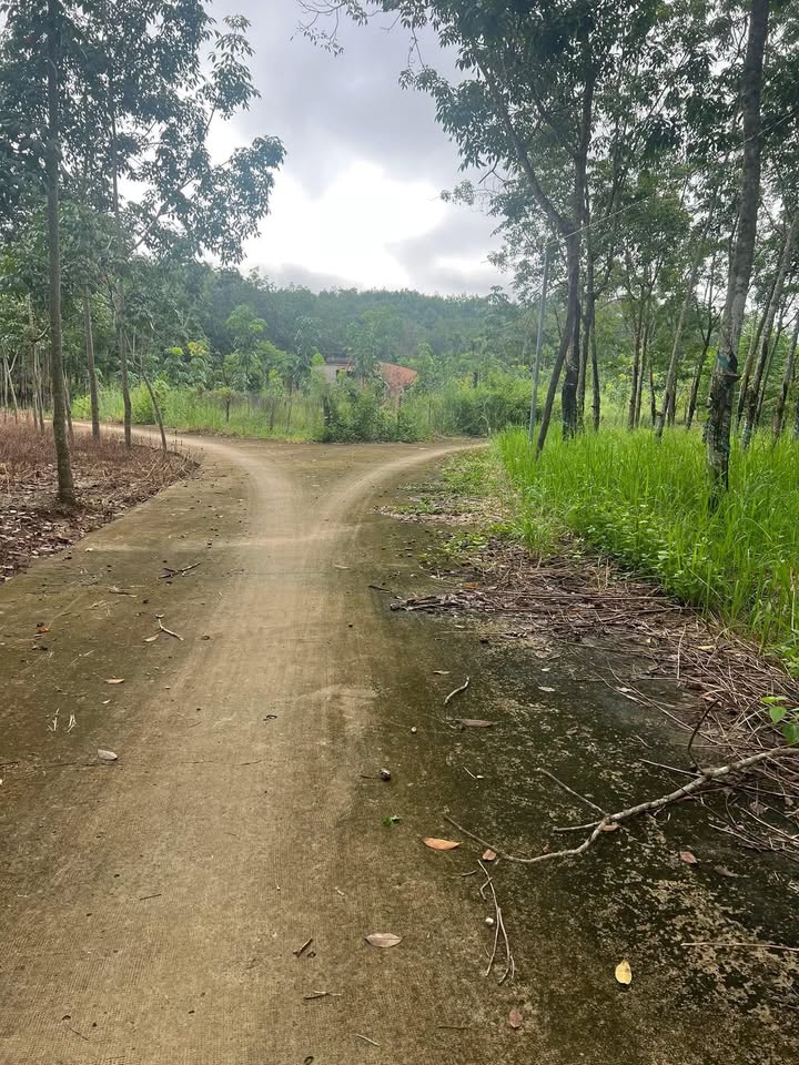 Đất nền Lộc Thành 1008m² giá chỉ 175 triệu - Cơ hội đầu tư vàng!