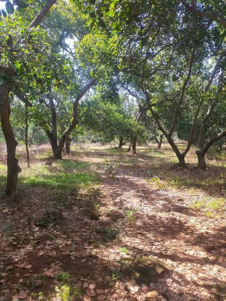 Farm 2,4ha tại xã Phước Tân, huyện Phú Riềng giá 1,1 tỷ - Đầu tư sinh lời hấp dẫn!