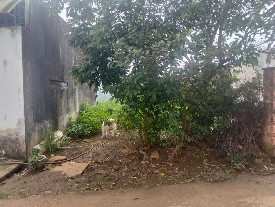 Đất thổ cư 307m² tại hẻm 121 Lê Đại Hành - cơ hội đầu tư tuyệt vời!