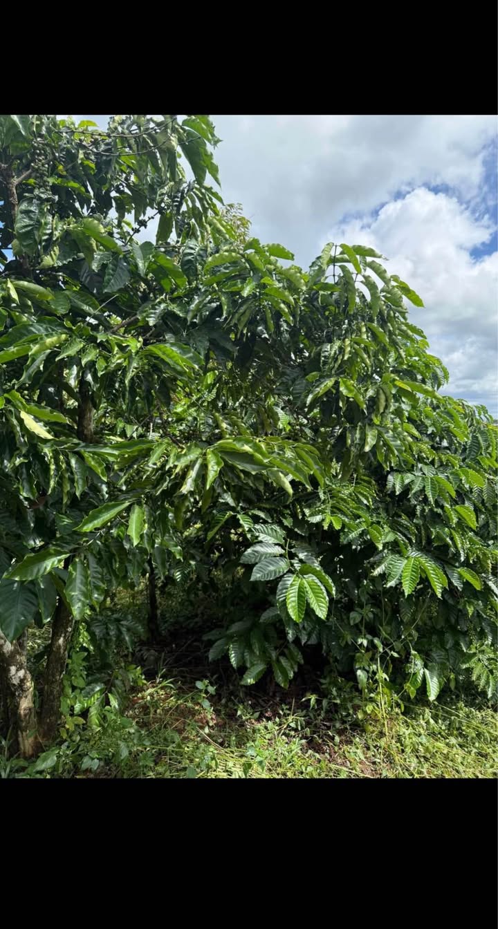 Farm 1.1ha tại Thôn 6, Nhân Đạo, Đắk Nông giá 1.85 tỷ - Nguồn thu cà phê ổn định!