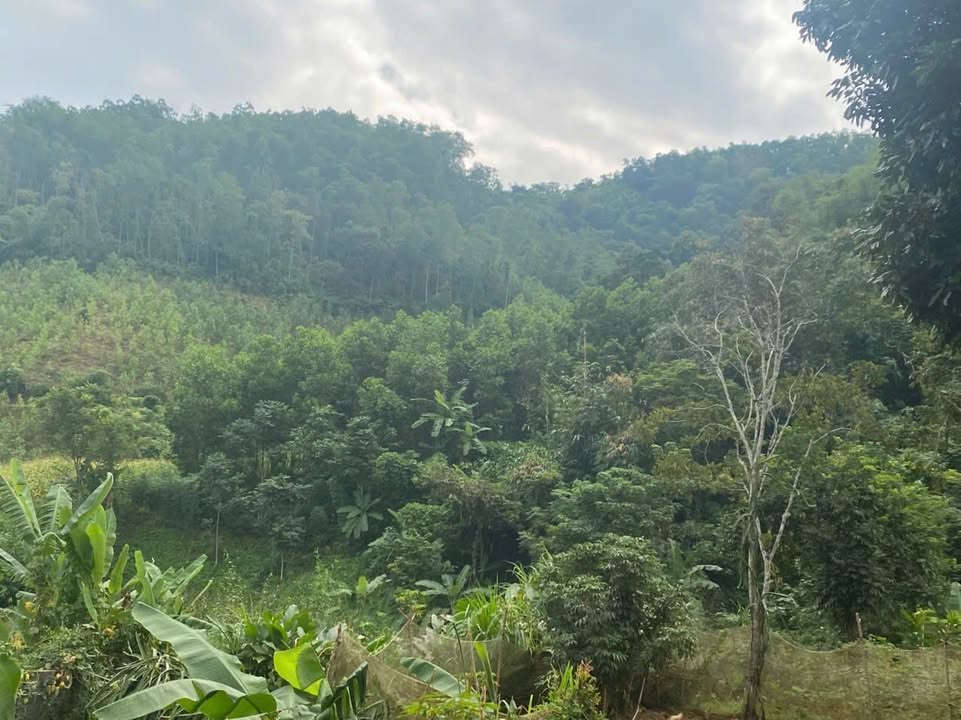 Đất nền Kim Bôi 4200m² giá 3 tỷ - Mặt tiền 20m, giao thông thuận tiện!