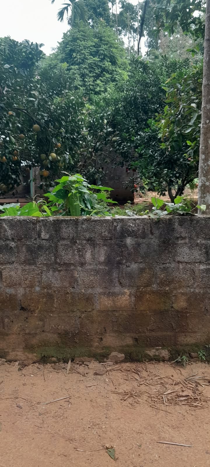 Đất nền 750m² tại xóm Củ, xã Tú Sơn, Kim Bôi - Giá chỉ 1.1 tỷ, sổ đỏ chính chủ!