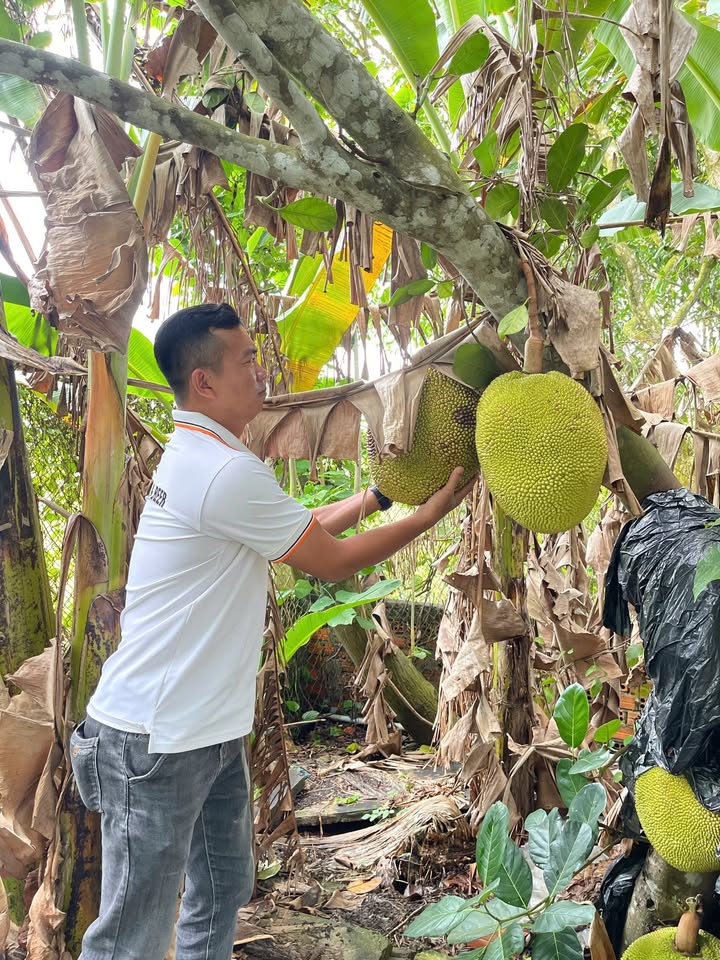 Đất vườn 1692m² tại phường Mỹ Hoà, An Giang - Vị trí lý tưởng cho nghỉ dưỡng!