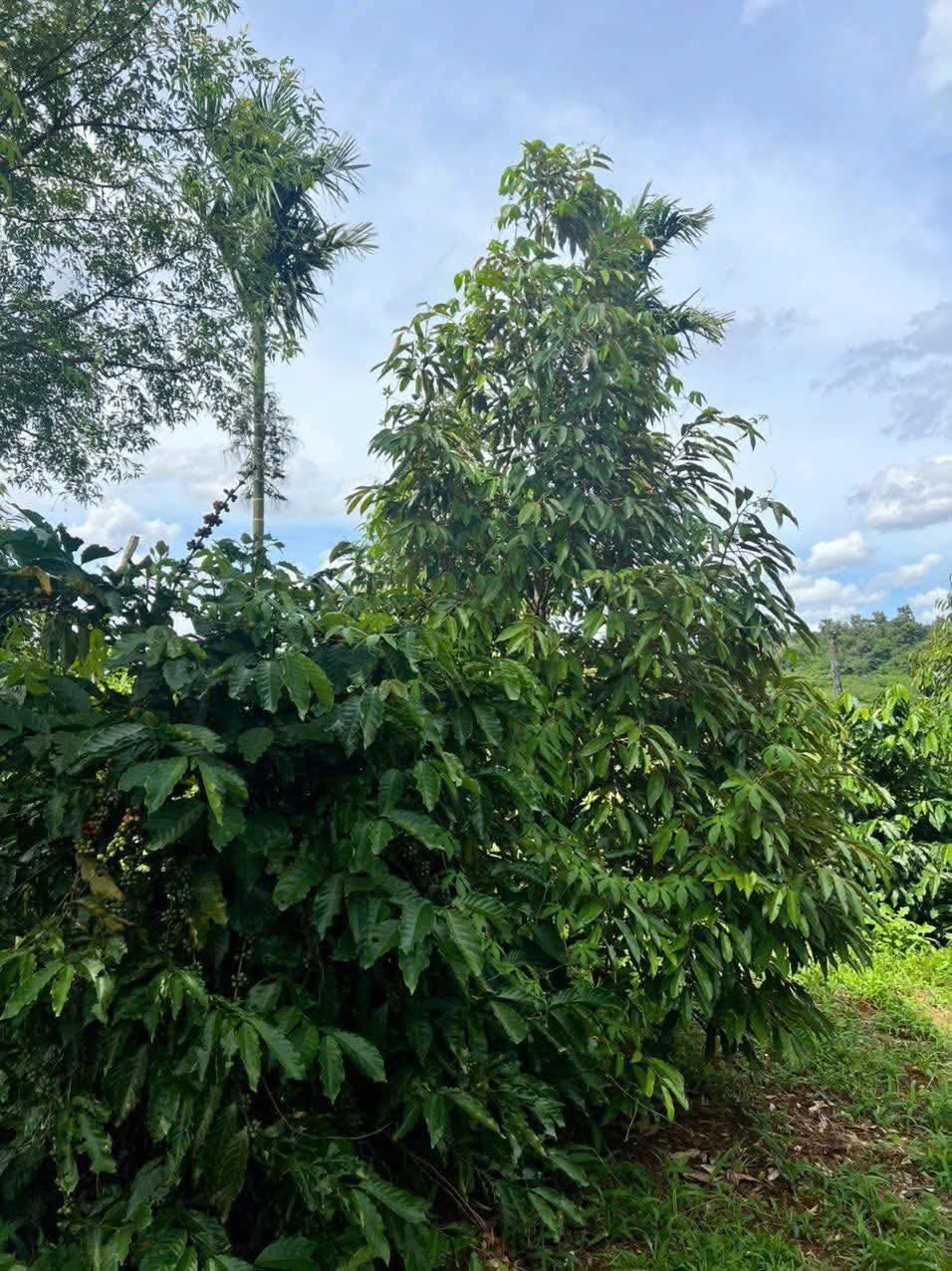 Đất rẫy 8 sào tại Buôn Hồ, Đắk Lắk giá chỉ 250 triệu - Cơ hội đầu tư hấp dẫn!