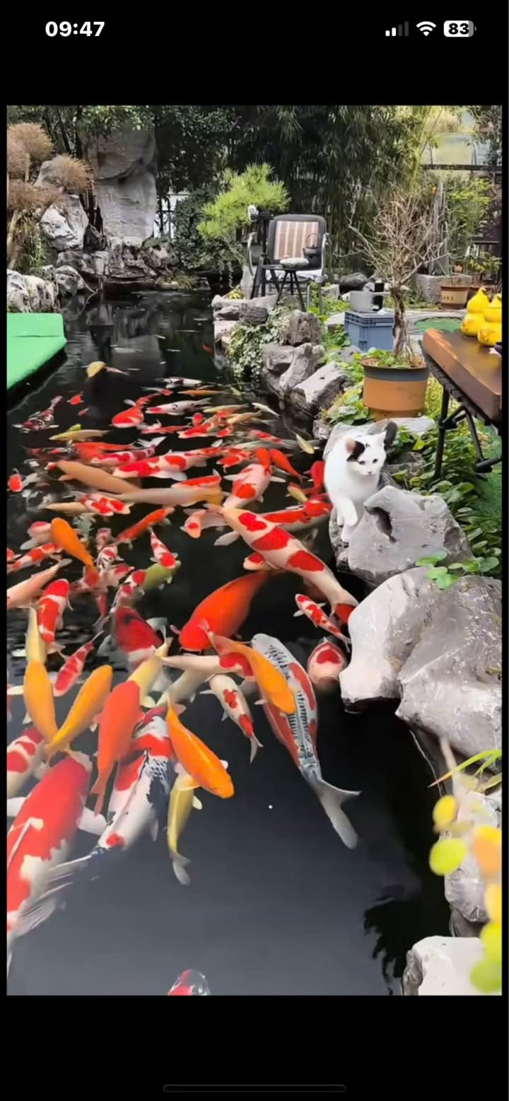 Đất nền phường Bình Chiểu, Thủ Đức 95m² giá 4.8 tỷ - Đất ODT 100% gần chợ đầu mối!