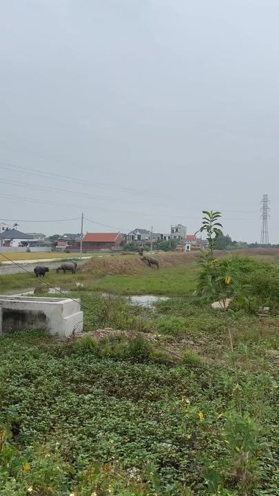 Đất kinh doanh thôn Xuân Bồ, xã Dũng Tiến, 147m² - Giá cực hấp dẫn!