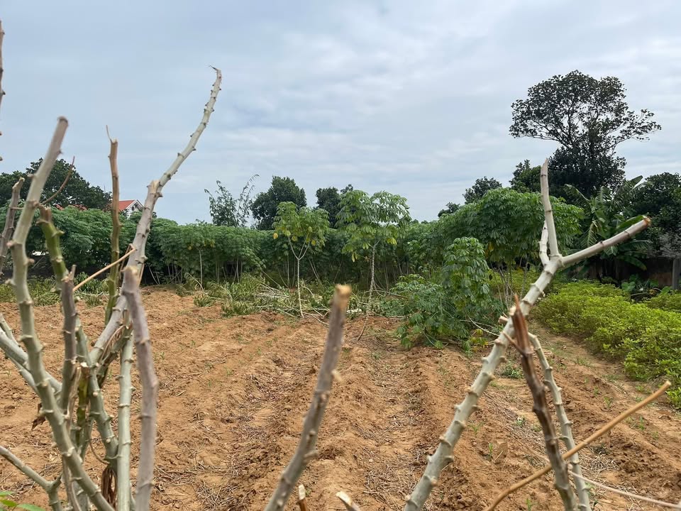 Đất liền kề 404m² tại Chí Minh, Chí Linh - Hướng Đông, Giá 2 tỷ - Đầu tư sinh lời!