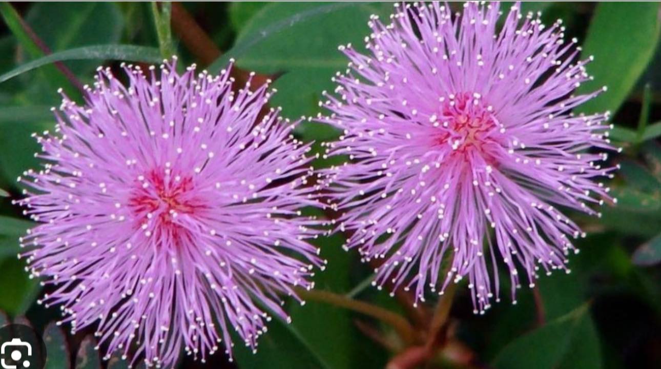 Mặt tiền kinh doanh Vườn Lài Tân Phú 100m² giá 20.5 tỷ - Cơ hội đầu tư tuyệt vời!