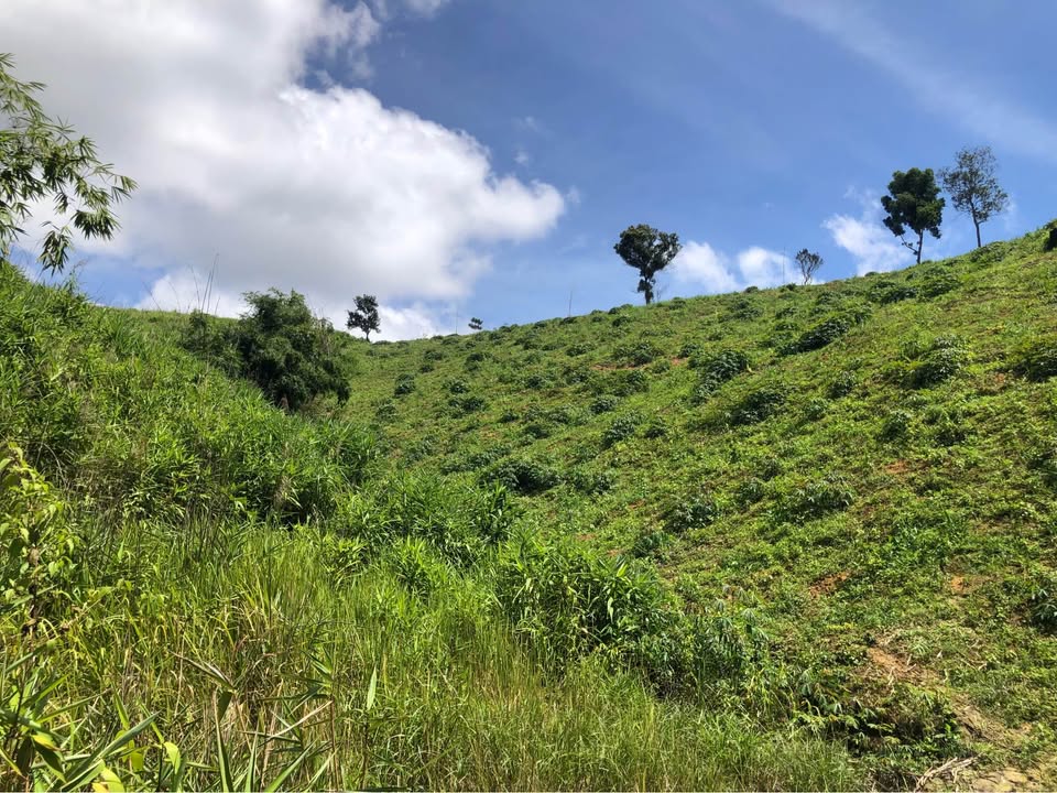 Đất nền 1980m² tại Đăk Nia - Gia Nghĩa chỉ 560 triệu - Sổ hồng chính chủ!