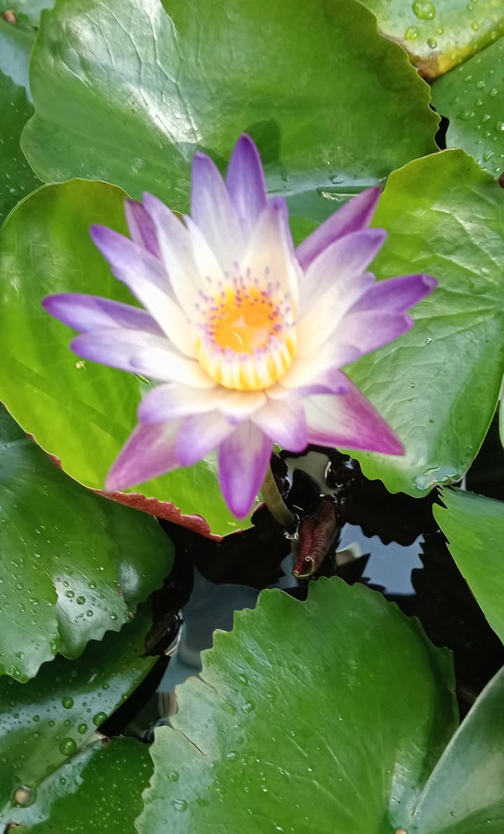 Nhà phố HXH trung tâm Quận 1 50m² giá 10.5 tỷ - Vị trí lý tưởng cho ở và kinh doanh