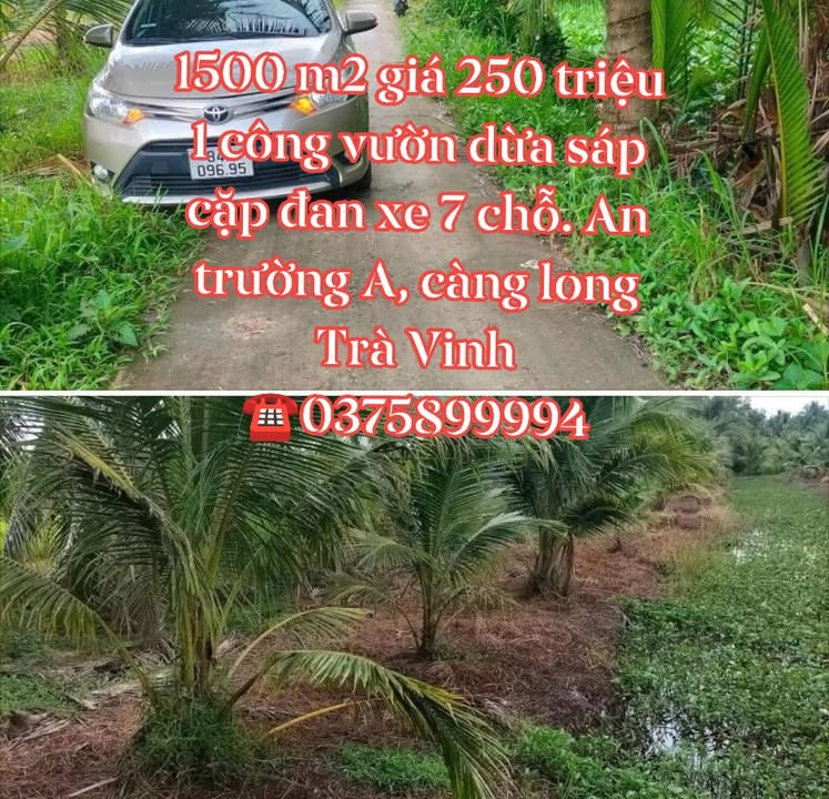 Đất nông nghiệp An Trường A, Càng Long 1500m² giá 375 triệu - Tiềm năng trồng dừa sáp!