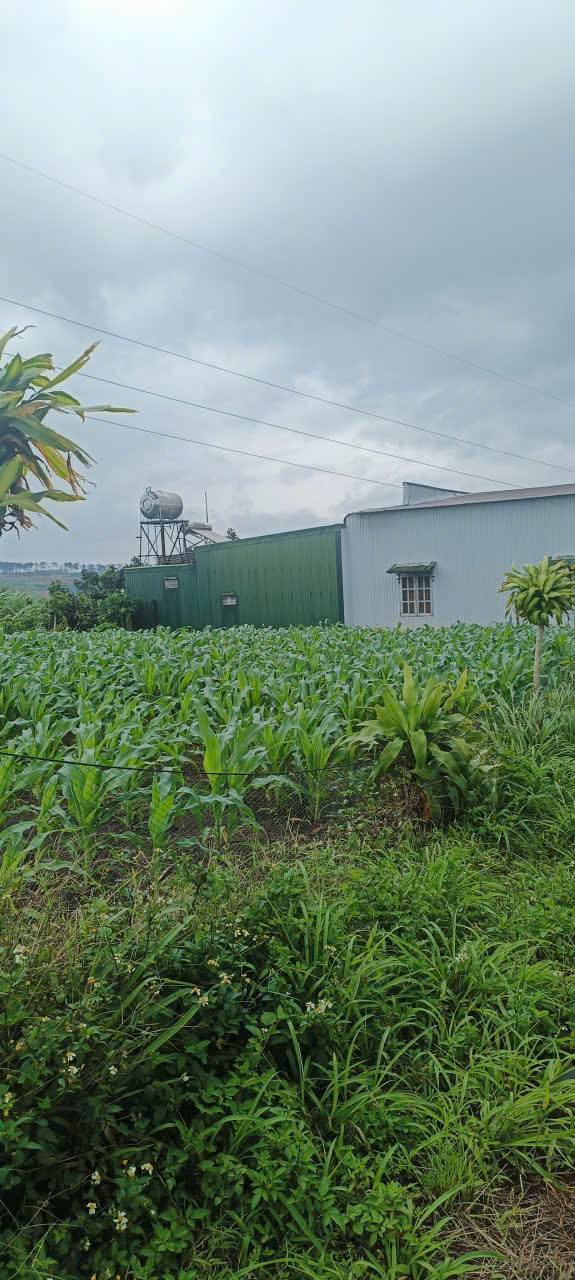 Đất thổ cư 77m² tại Lộc Thắng, Bảo Lâm giá 750 triệu - Cơ hội đầu tư tuyệt vời!