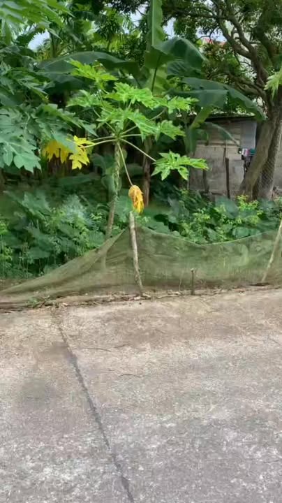 Đất nền Bình Giang 115m² giá 1 tỷ - Sổ đỏ chính chủ, ô tô vào tận nơi!