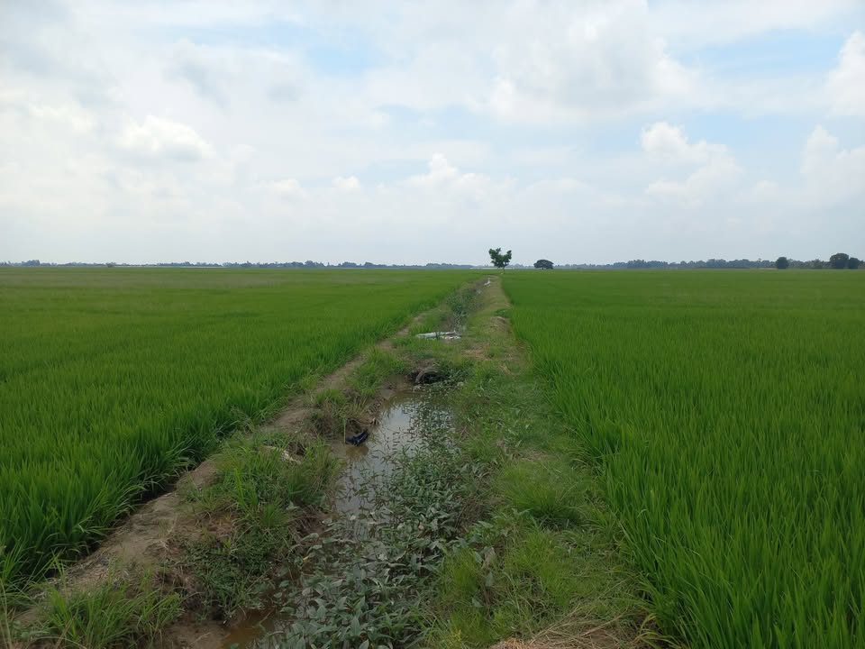 Đất ruộng Phú Hiệp Tam Nông 108.000m² giá 3.45 tỷ - Cơ hội đầu tư hấp dẫn!