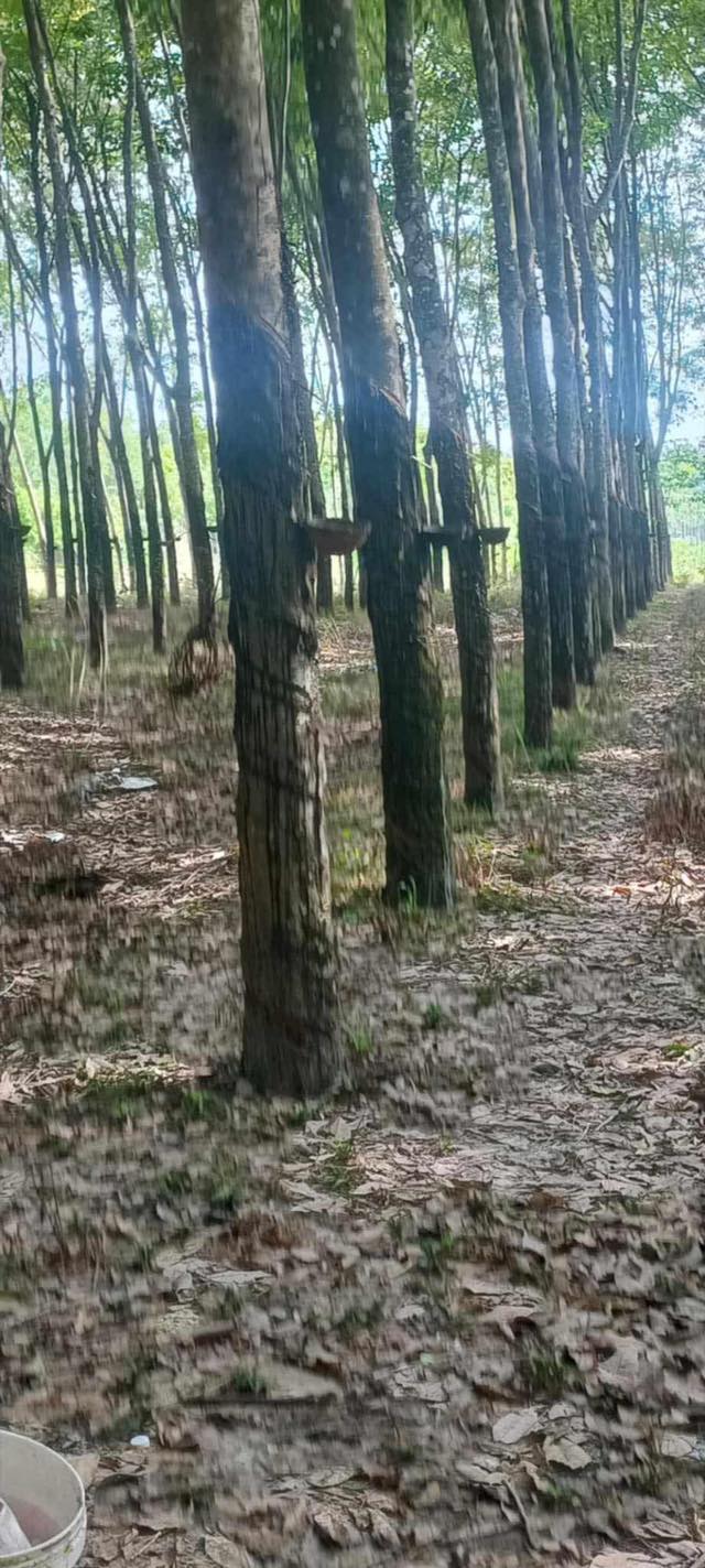 Đất nền Dầu Tiếng 10,800m² giá chỉ 1 tỷ - Cơ hội đầu tư sinh lợi!