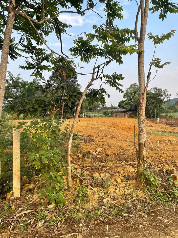 Đất thổ cư 1135m² tại Phong Quang, Vị Xuyên, Hà Giang - Chính chủ giá 750 triệu!