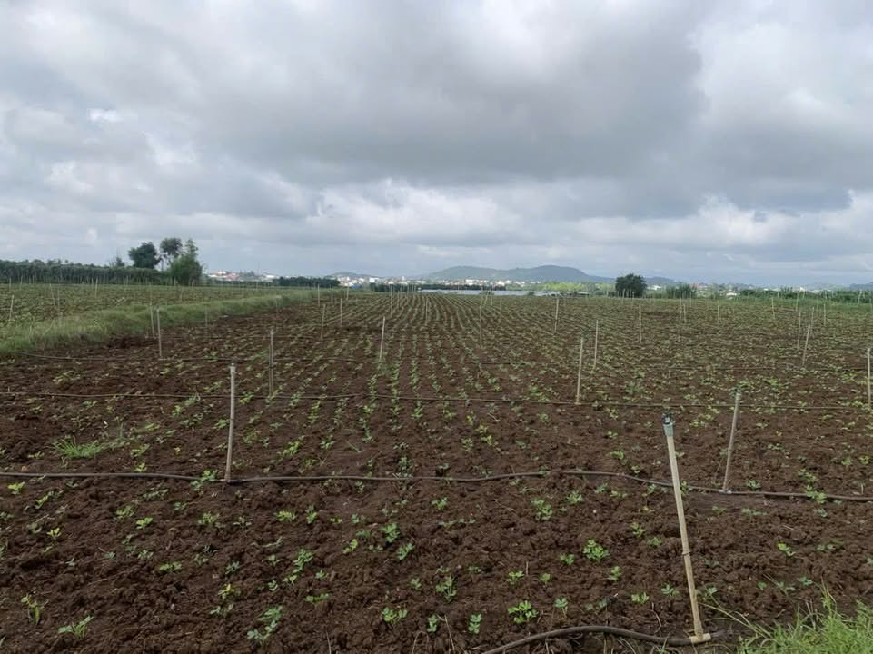 Đất nền Tân Hội, Đức Trọng 10.200m² giá 2.34 tỷ - Cơ hội đầu tư sinh lời cao!