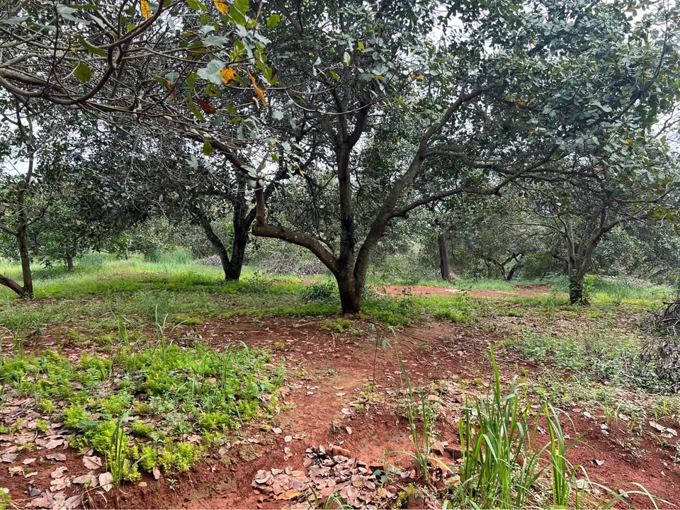 Đất nền 1ha mặt tiền 50m tại Đồng Tâm - Giá thỏa thuận hấp dẫn!