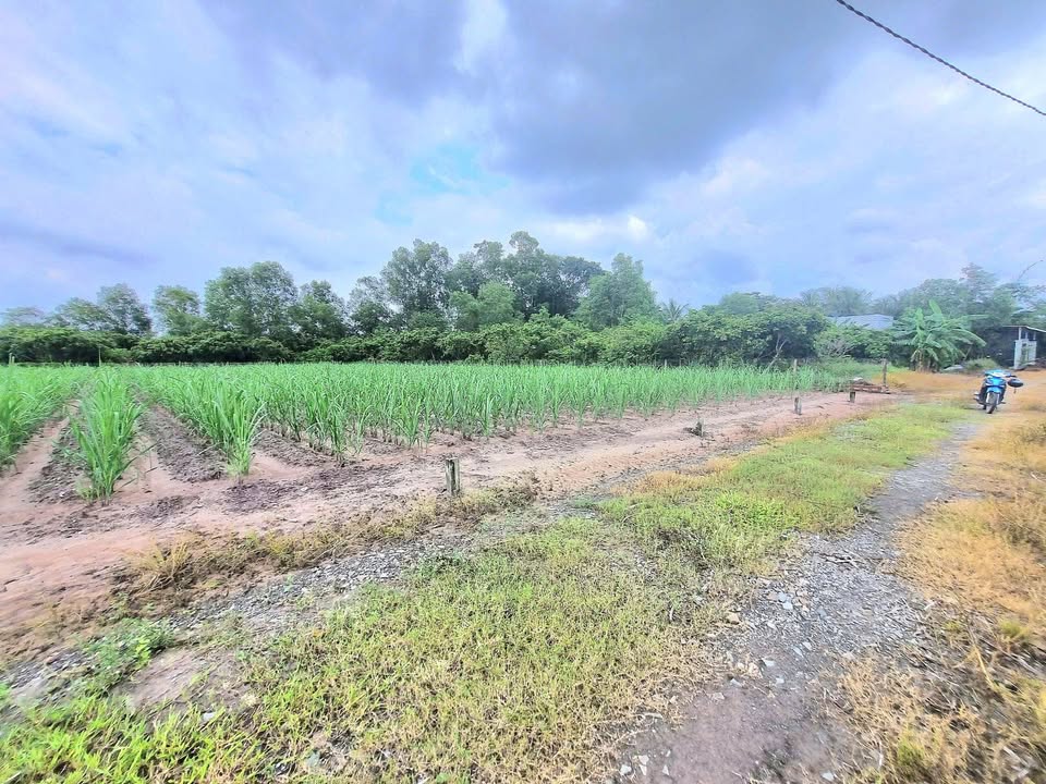 Đất thổ cư 250m² tại ấp Tầm Lanh, Tây Ninh - Sổ đỏ chính chủ, giá 300 triệu