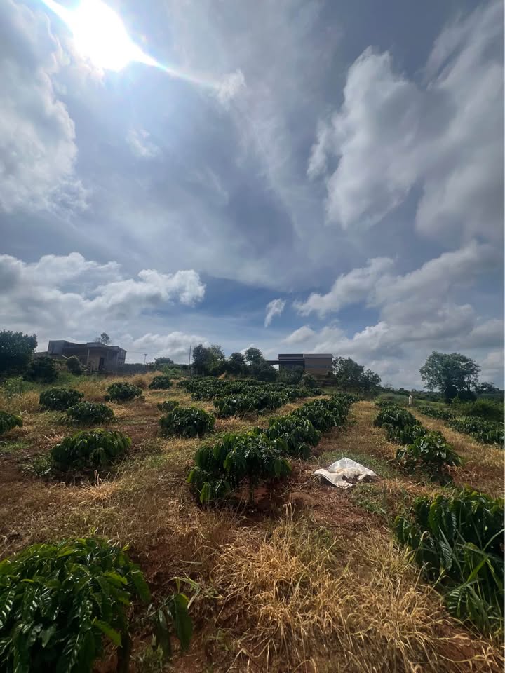 Đất nền 1017m² đường Nguyễn Đình Quân, Đà Lạt - Đầu tư sinh lời ngay!