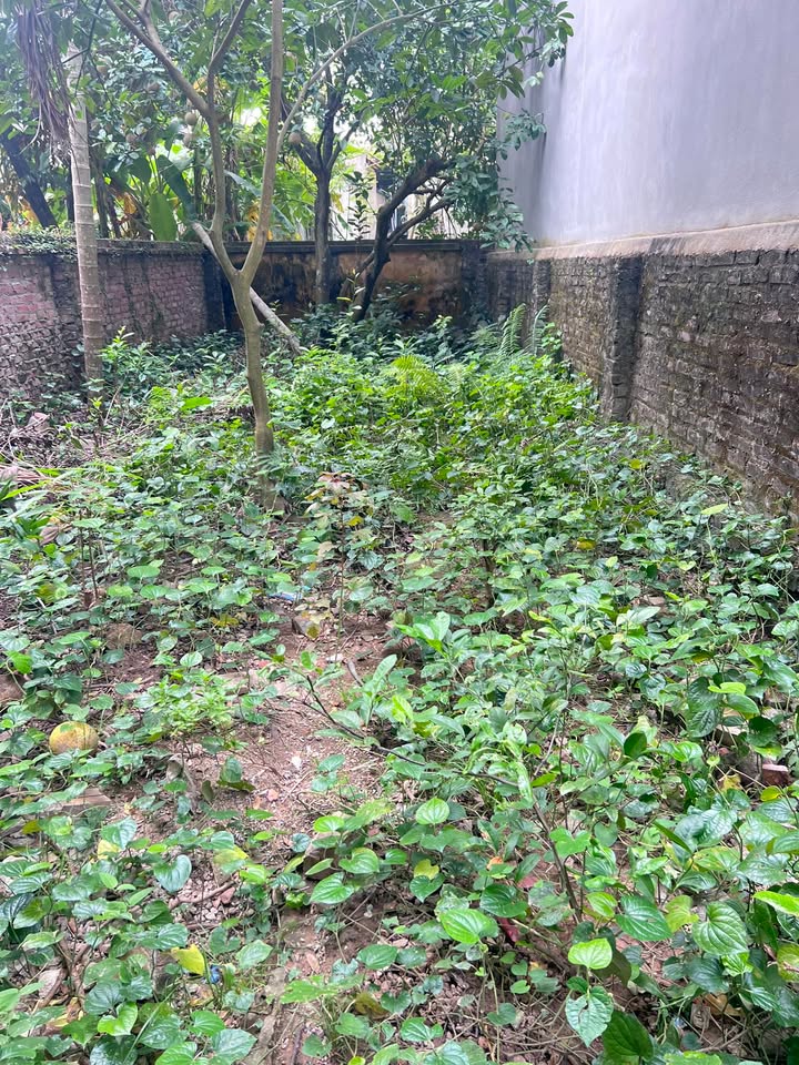 Đất thổ cư chính chủ 60m² Nhị Khê, Thường Tín - Giá chỉ 3 tỷ có thương lượng!