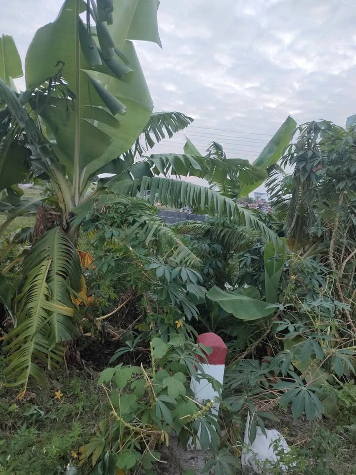 Đất nền Dương Hồng Thủy, Thái Thụy 100m² giá 1.2 tỷ - Cơ hội đầu tư không thể bỏ lỡ!