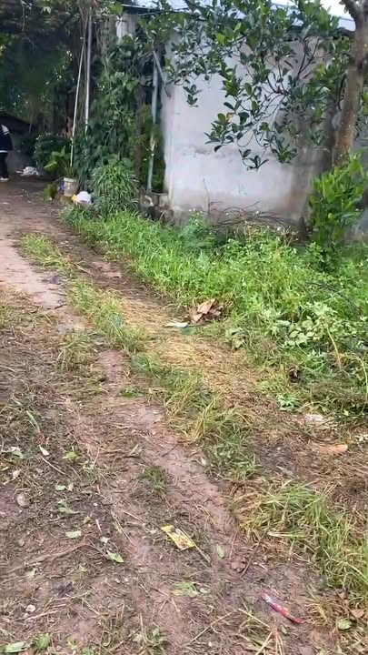 Đất vườn Sài Sơn, Quốc Oai 184m² - Sổ đỏ chính chủ, giá thỏa thuận!