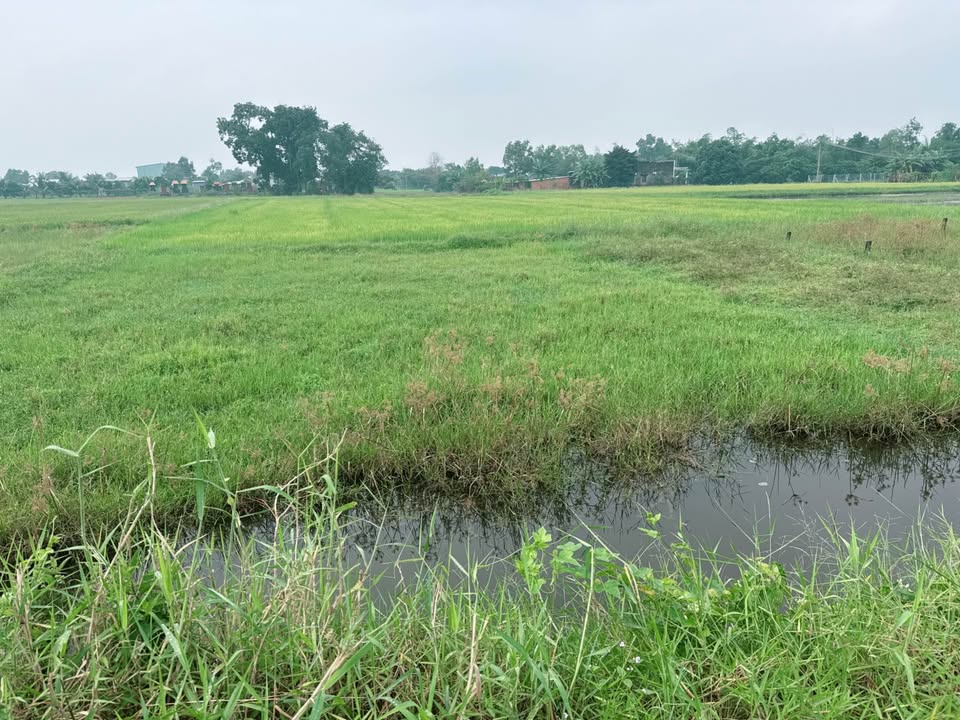 Đất nền Hòa Khánh Đông, Đức Hòa 100m² giá 720 triệu - Đầu tư sinh lời ngay!