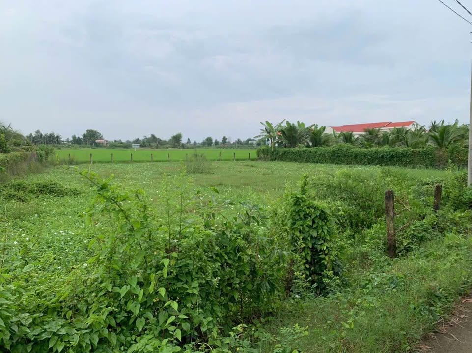 Đất lúa 990m² phường 7, Tân An giá chỉ 2 tỷ - Chính chủ bán gấp!