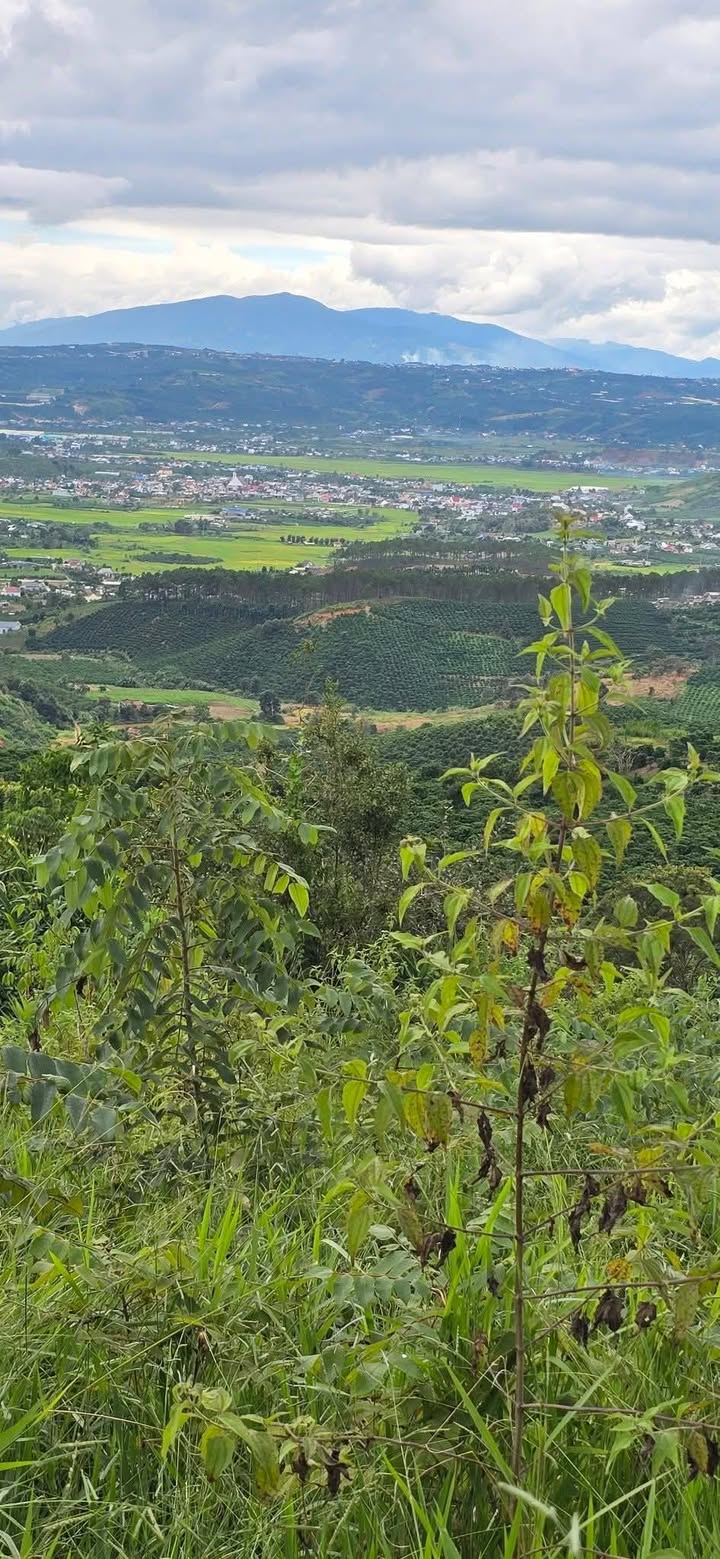 Đất Đạ Đờn, Lâm Hà 8280m² giá 650 triệu - Sổ đỏ chính chủ, công chứng ngay!