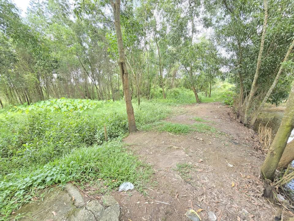 Đất nền Phước Vĩnh An, Củ Chi 1382m² giá 5.99 tỷ - Đầu tư sinh lời tiềm năng!