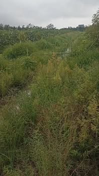 Đất vườn sầu riêng xen ổi tại Thanh Mỹ 3600m² giá 1.65 tỷ - Đầu tư sinh lời hấp dẫn!