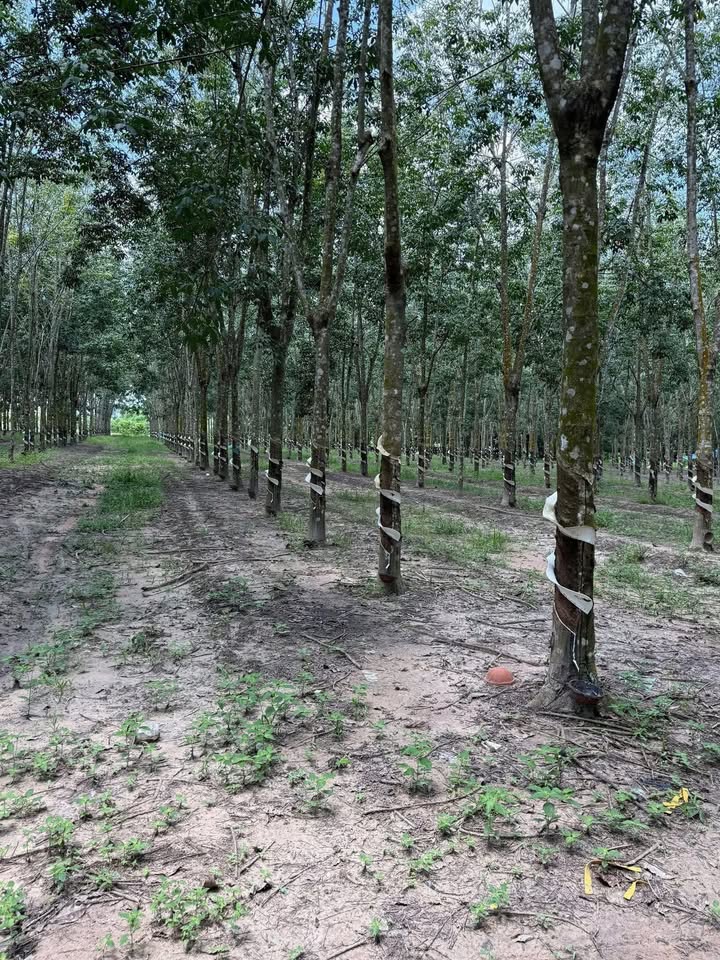 Đất nền Thạnh Bắc, Tân Biên 30.000m² giá 1.25 tỷ - Cơ hội đầu tư hấp dẫn!