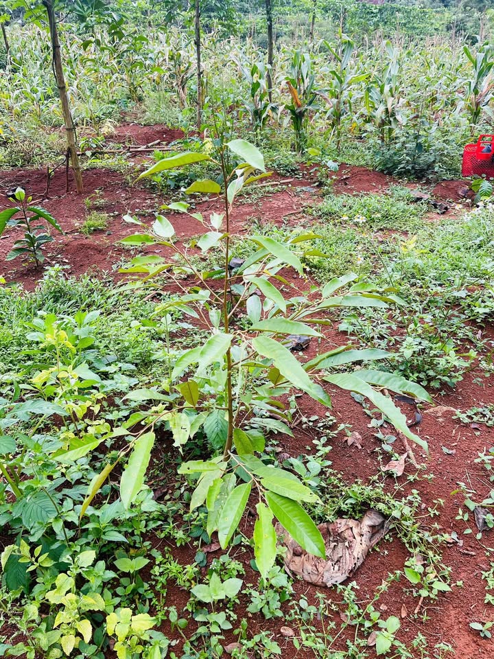 Đất nông nghiệp Ea Khal 2ha giá 3.1 tỷ - Sổ đỏ chính chủ